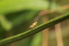 Meromyza