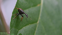 Apoderinae
