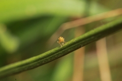 Meromyza