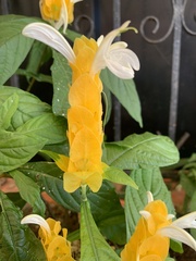 Pachystachys lutea