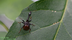 Apoderinae
