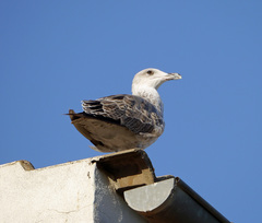 Larus michahellis