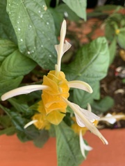 Pachystachys lutea