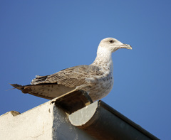 Larus michahellis