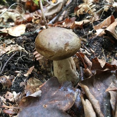 Lactarius turpis