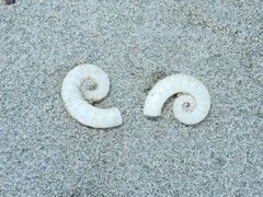 Spirula spirula
