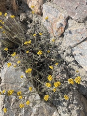 Helichrysum stoechas