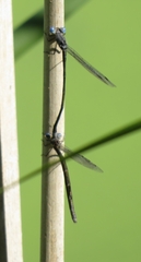 Lestes forcipatus