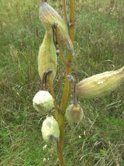 Asclepias syriaca