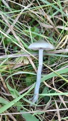 Stropharia caerulea