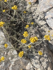 Helichrysum stoechas