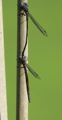 Lestes forcipatus