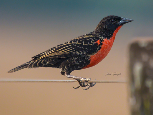 Red-breasted Meadowlark