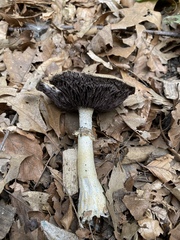 Stropharia rugosoannulata