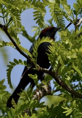 Chrysomus ruficapillus
