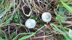 Stropharia caerulea