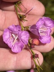 Agalinis fasciculata