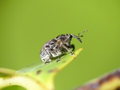 Mogulones geographicus