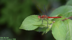 Sympetrum darwinianum