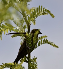 Chrysomus ruficapillus