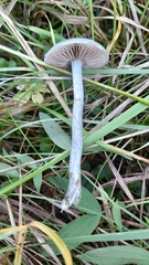 Stropharia caerulea