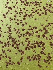 Azolla microphylla
