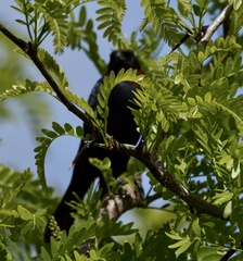 Chrysomus ruficapillus