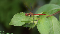 Sympetrum darwinianum