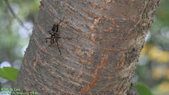 Paratlanticus ussuriensis