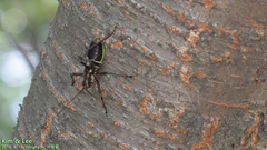 Paratlanticus ussuriensis