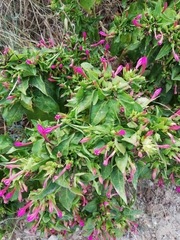 Mirabilis jalapa