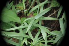 Tulipa sylvestris