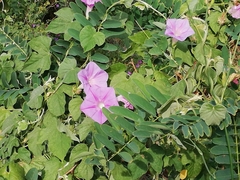 Ipomoea indica
