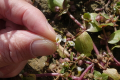 Bacopa rotundifolia