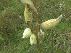 Asclepias syriaca