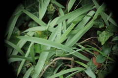 Tulipa sylvestris