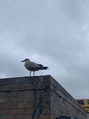 Larus