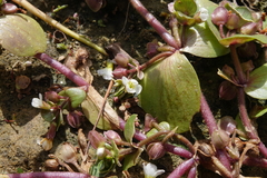 Bacopa rotundifolia