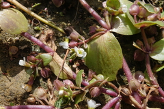 Bacopa rotundifolia