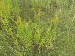 Solidago canadensis