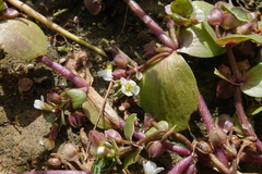 Bacopa rotundifolia