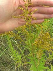 Solidago canadensis