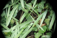 Tulipa sylvestris