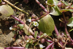 Bacopa rotundifolia