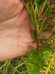 Solidago canadensis