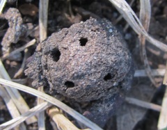 Eumenes mediterraneus