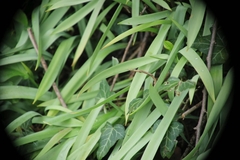 Tulipa sylvestris