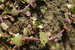 Bacopa rotundifolia
