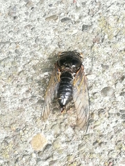 Cryptotympana facialis