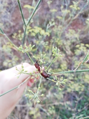 Graphosoma italicum